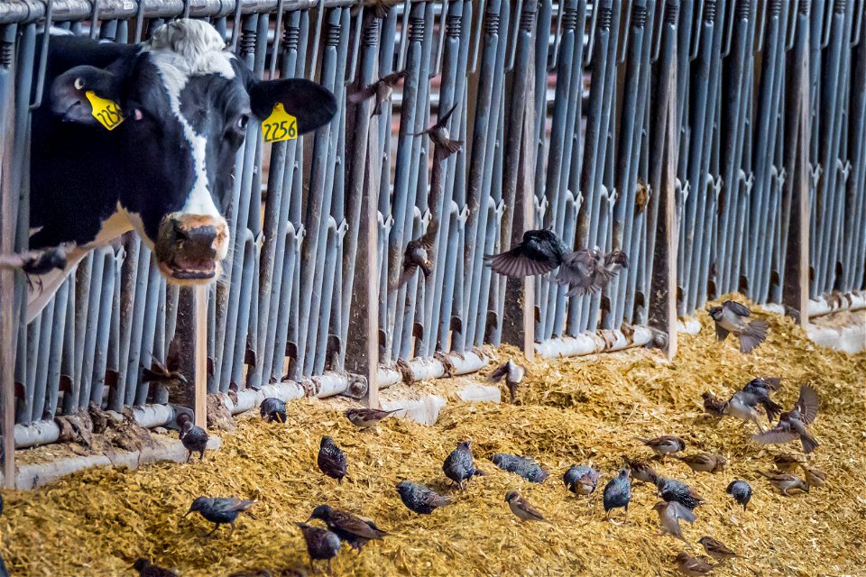 A Holstein cowfinds itself sharing its feed with the birds on the Reinford Farms outside of Mifflintown, Pennsylvania, January 24, 2018.

USDA Photo by Preston Keres