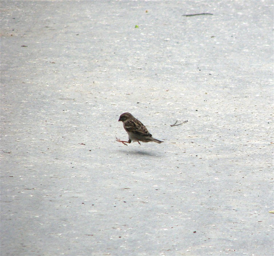 A female House Sparrow hops on a pavement