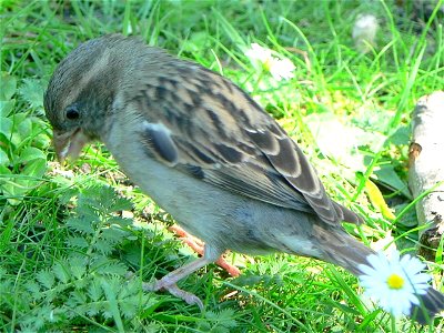 A female House Sparrow Passer domesticus, female. Skansen, Stockholm, Sweden.