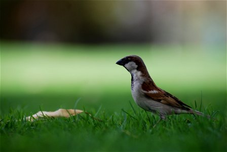 A male House Sparrow photo