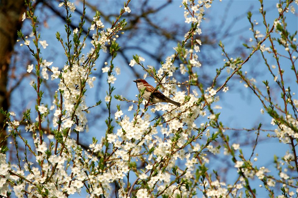 Male House Sparrow in a tree.