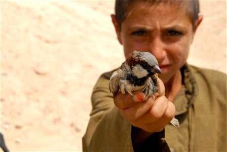 An Afghan boy holding up a 'pet' House Sparrow to show U.S. soldiers
