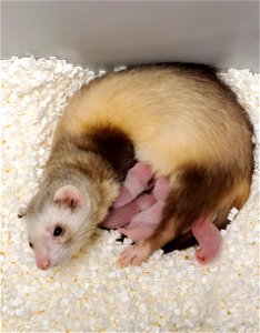 Elizabeth Ann, the first cloned black-footed ferret and first-ever cloned U.S. endangered species, with her domestic ferret siblings and surrogate mother. 
Credit: USFWS National Black-footed Ferret C