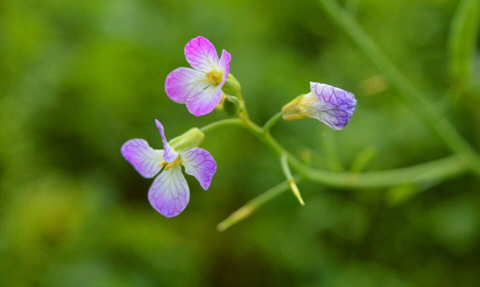 Green nature plant photo