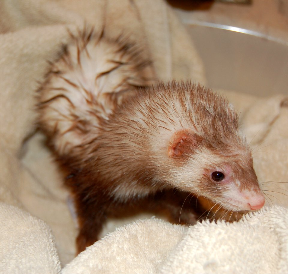 Ferret after shower