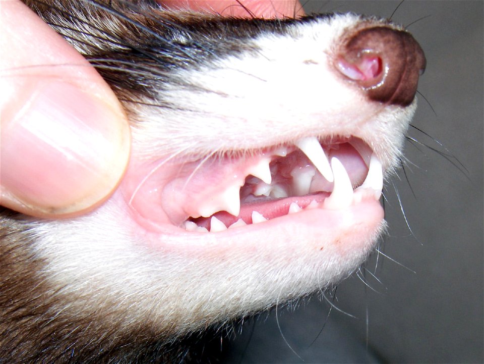 A picture of a ferret's teeth, very white and in good condition
