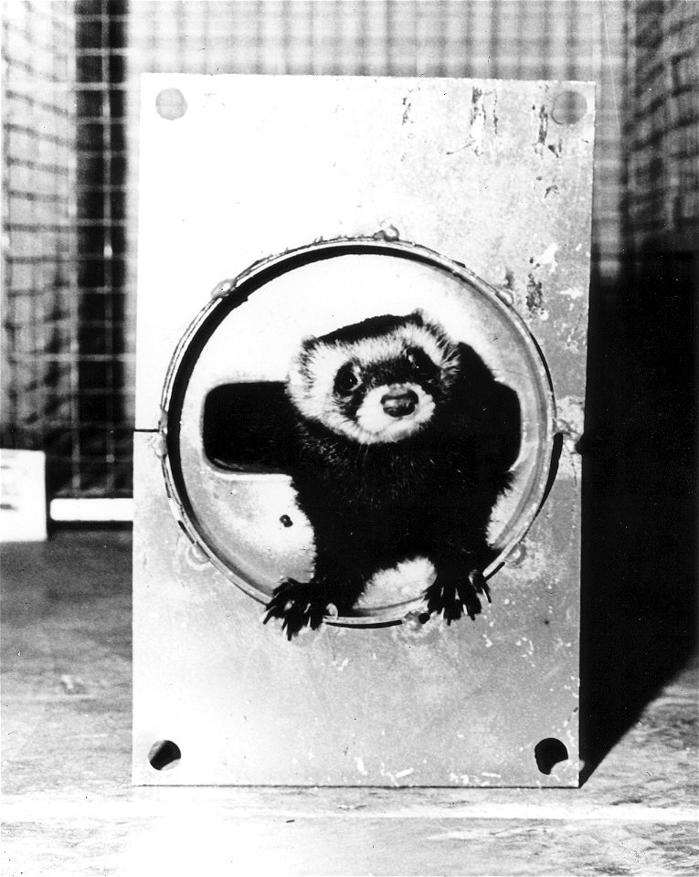 "Felicia Ferret" after her work-run through the 1 3/8" high x 5" wide vacuum pipe in a B-1 magnet at the Mason Lab under construction at the NAL.