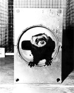 "Felicia Ferret" after her work-run through the 1 3/8" high x 5" wide vacuum pipe in a B-1 magnet at the Mason Lab under construction at the NAL.