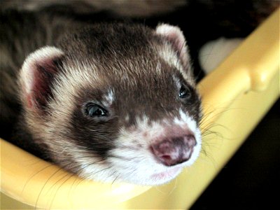 Ferret photo