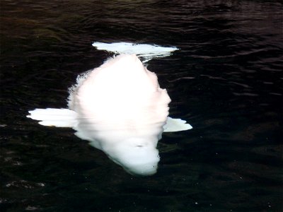 Beluga whale. photo