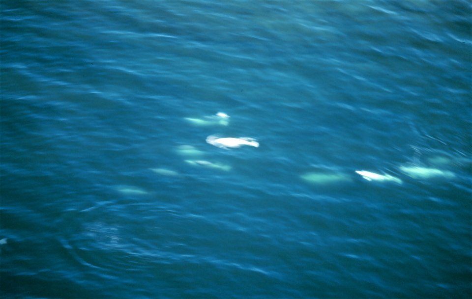A pod of Beluga Whales - Delphinapterus leucas.