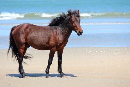 Beach wild horses obx photo