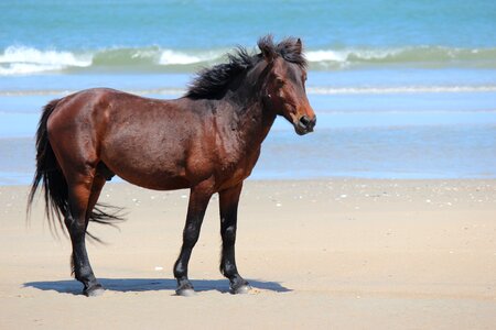 Beach wild horses obx