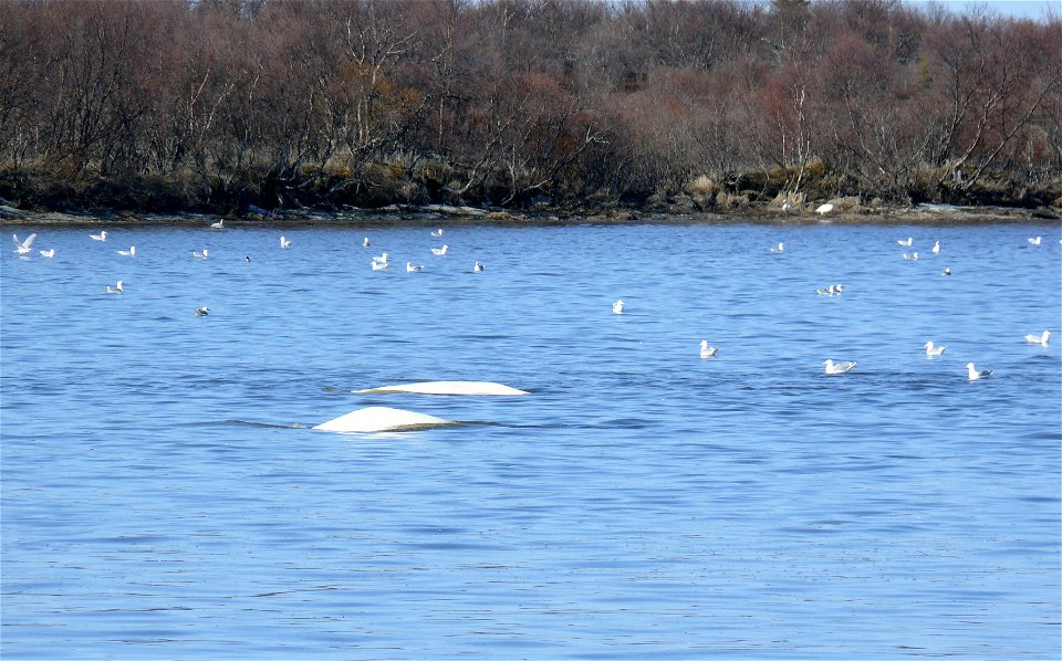 Belugas in Naknek River, King Salmon 2 copy