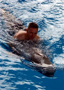 Bahrain (Dec. 16, 2004) - A Sailor assigned to the aircraft carrier USS Harry S. Truman (CVN 75), swims with a juvenile beluga during a port visit to Bahrain. Carrier Air Wing Three (CVW-3) is embarke