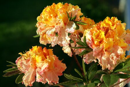 Yellow orange spring