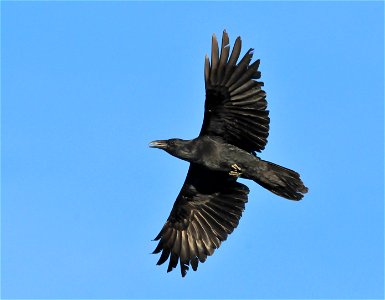 Cool Facts about the Common Raven The Common Raven is an acrobatic flier, often doing rolls and somersaults in the air. One bird was seen flying upside down for more than a half-mile. Young birds are photo