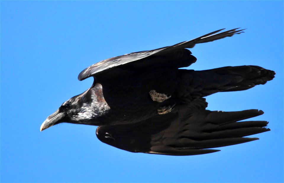 Photo: Tom Koerner/USFWS