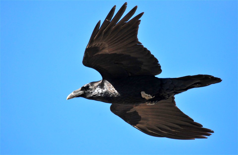 Photo: Tom Koerner/USFWS