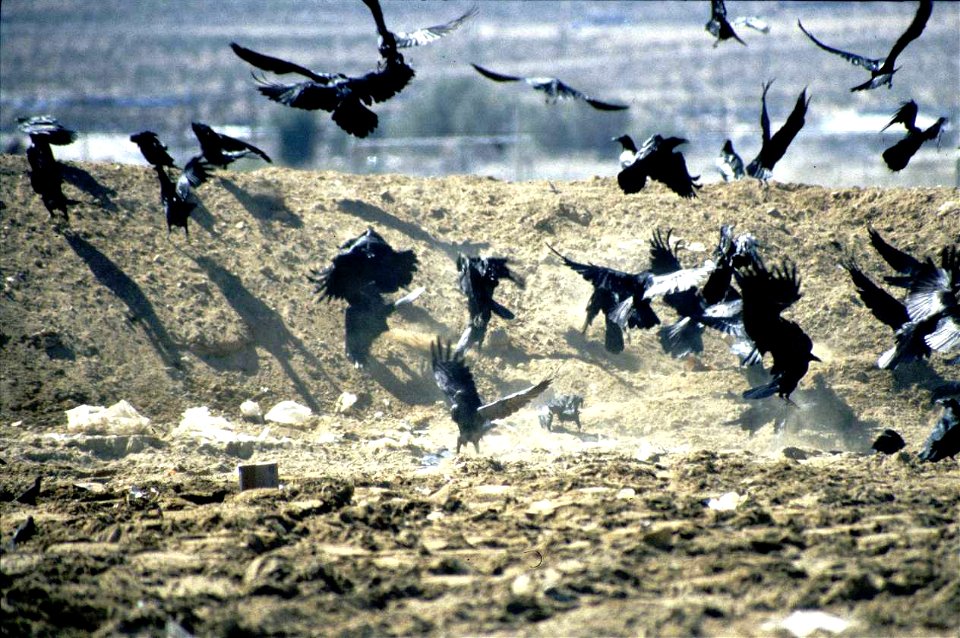 Common raves landfill
