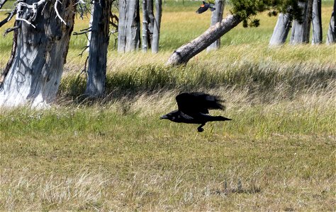 Raven flying low photo