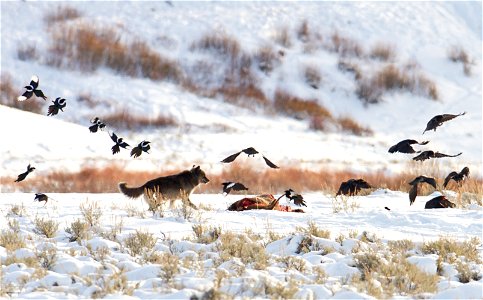 A wolf chases magpies and ravens from an elk carcass near Soda Butte photo