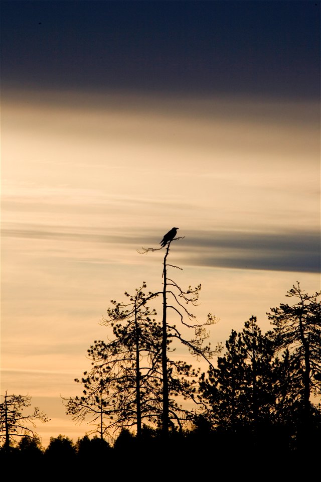 Raven (Corvus corax) at sunrise. photo