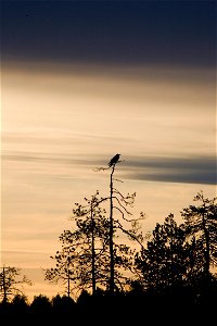 Raven (Corvus corax) at sunrise. photo