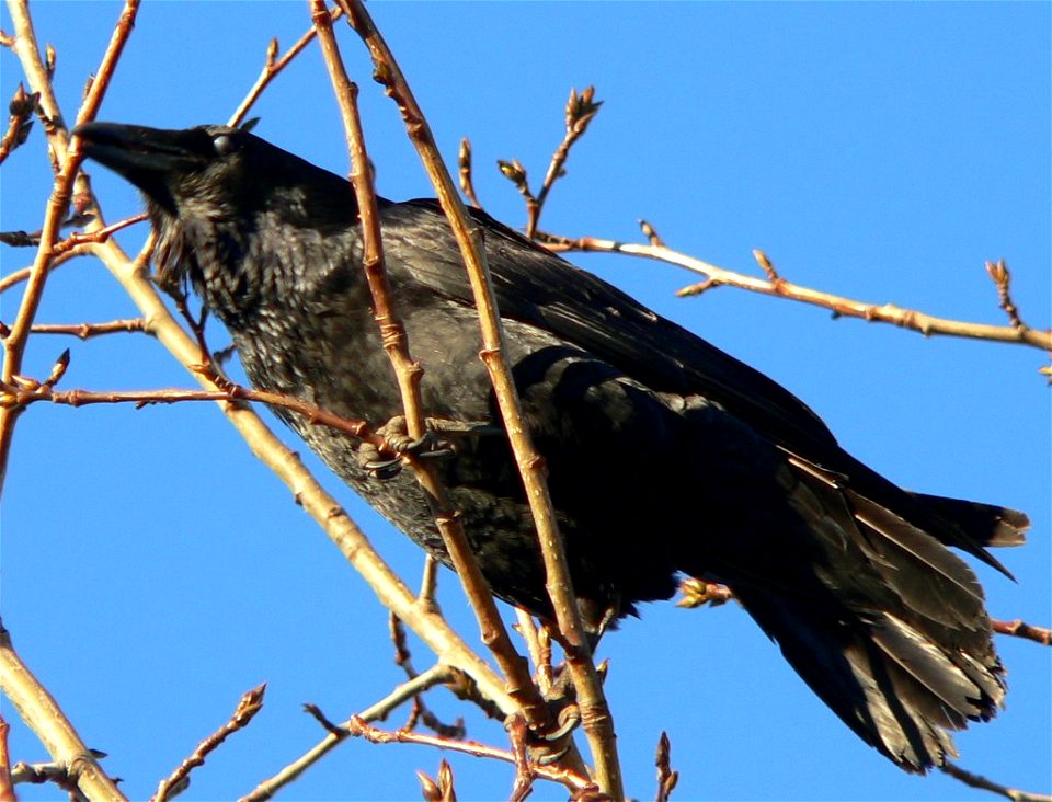 Corvus corax in Akureyri 7