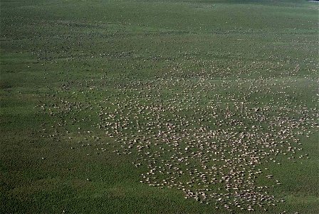 Image title: Caribou aggregation Image from Public domain images website, http://www.public-domain-image.com/full-image/fauna-animals-public-domain-images-pictures/deers-public-domain-images-pictures/ photo