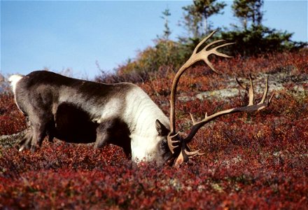 Image title: Caribou feeding in field Image from Public domain images website, http://www.public-domain-image.com/full-image/fauna-animals-public-domain-images-pictures/deers-public-domain-images-pict photo