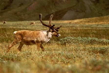 Image title: Caribou free picture Image from Public domain images website, http://www.public-domain-image.com/full-image/fauna-animals-public-domain-images-pictures/deers-public-domain-images-pictures photo