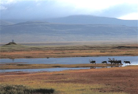 Image title: Caribou herd Image from Public domain images website, http://www.public-domain-image.com/full-image/fauna-animals-public-domain-images-pictures/deers-public-domain-images-pictures/caribou photo