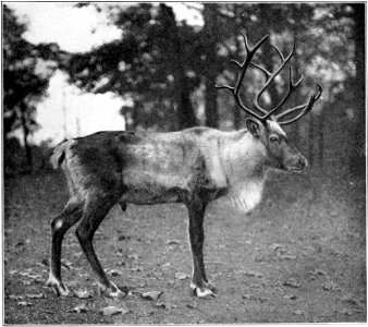 Fig. 67.—Woodland Caribou (Rangifer caribou).