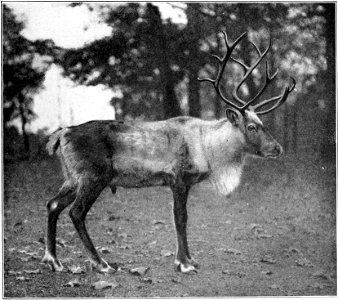 Fig. 67.—Woodland Caribou (Rangifer caribou). photo