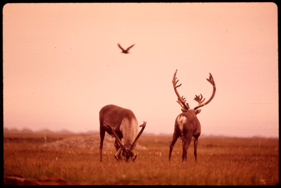 Original Caption: Caribou Feed on Lichens and Moss. The Bird Is an Alaskan Raven 08/1973