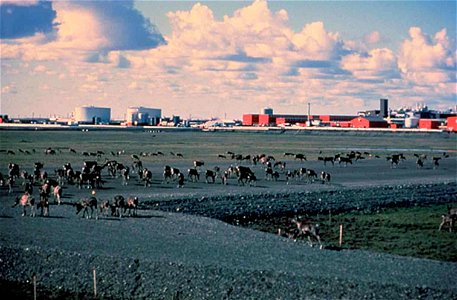 Image title: Caribou near city farms Image from Public domain images website, http://www.public-domain-image.com/full-image/fauna-animals-public-domain-images-pictures/deers-public-domain-images-pictu photo