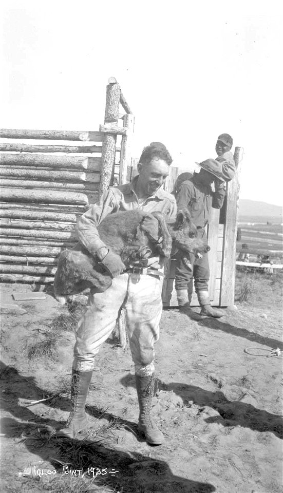 Carl Lomen carrying baby reindeer with two men leaning against reindeer pen, Igloo Point, Seward Peninsula, 1925