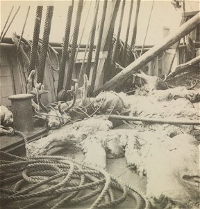 Reinsdyr som er flådd, om bord i «Fram». Ett av bildene fra ekspedisjonen med polarskip mot Nordpolen i perioden 24 juni 1893 til 13 august 1896. Etter planen skulle skipet drive i isen med havstrømme