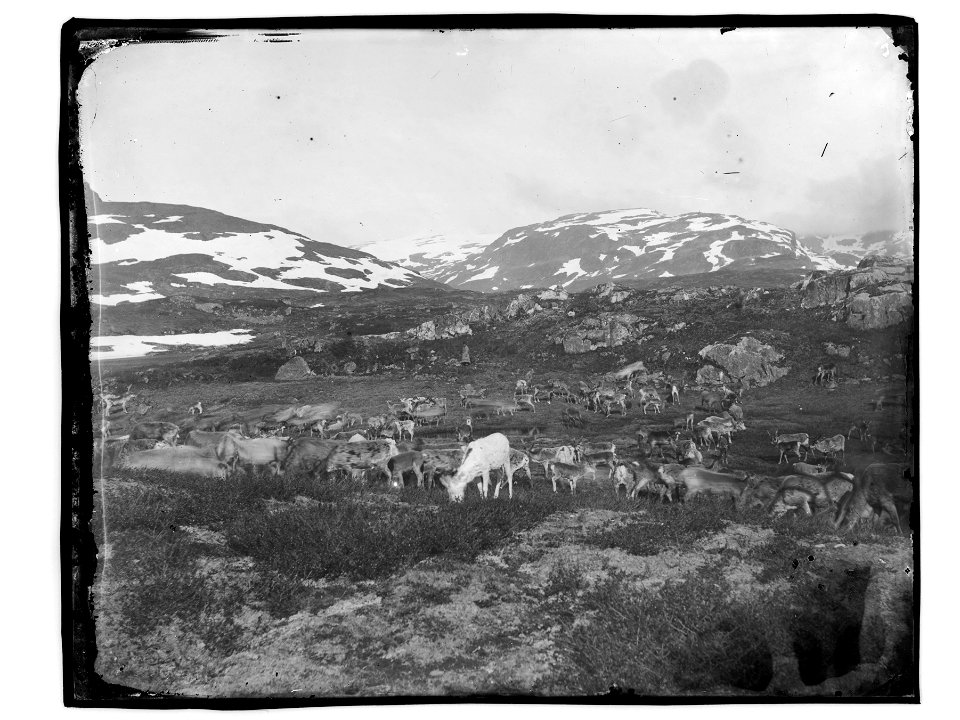 Påskrift konvolutt: Reinsdyr flokk [Riksantikvaren]
Sted:
Kommune:
Fylke:
Tagger:

landskap
fjell
reinsdyr
ukjent sted