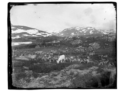 Påskrift konvolutt: Reinsdyr flokk [Riksantikvaren]
Sted:
Kommune:
Fylke:
Tagger:

landskap
fjell
reinsdyr
ukjent sted