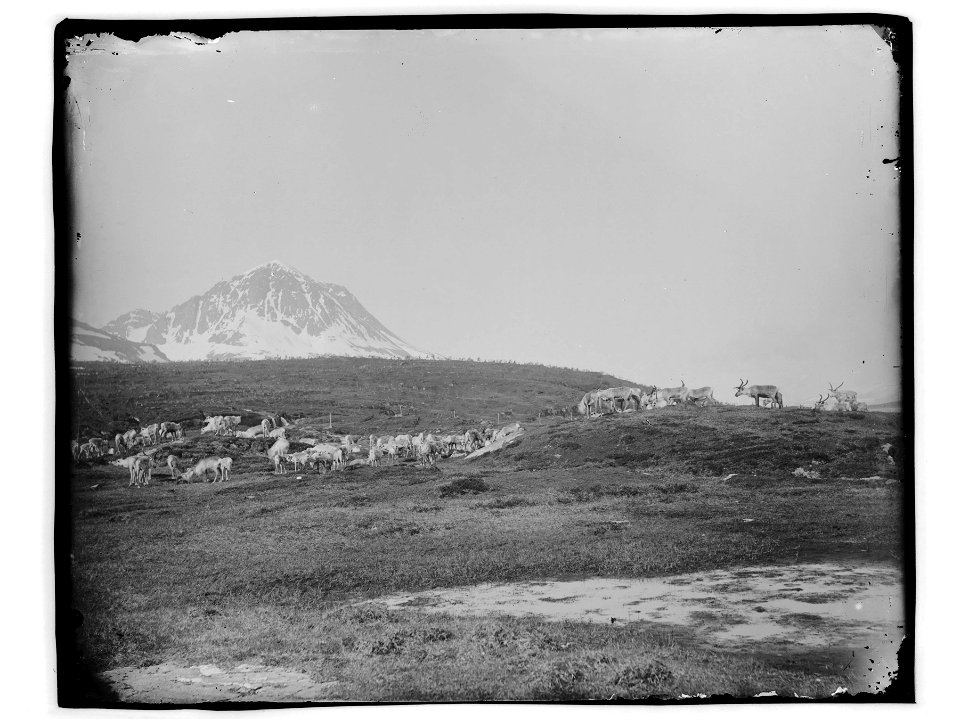 Påskrift konvolutt: Reinsdyr på en fjelltopp [Riksantikvaren]
Sted: Vikran, Nordre Bentsjordtinden
Kommune: Tromsø
Fylke: Troms
Tagger:

landskap
fjell
reinsdyr