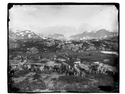 Påskrift konvolutt: Reinsdyrhjord på fjeldet  M.Skøien  [Riksantikvaren]
Sted:
Kommune:
Fylke:
Tagger:

landskap
fjell
reinsdyr
ukjent sted