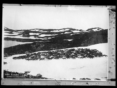 Bildet er hentet fra Nasjonalbibliotekets bildesamling. Anmerkninger til bildet var: Påskrift motiv: Rensdyr i Fjellet