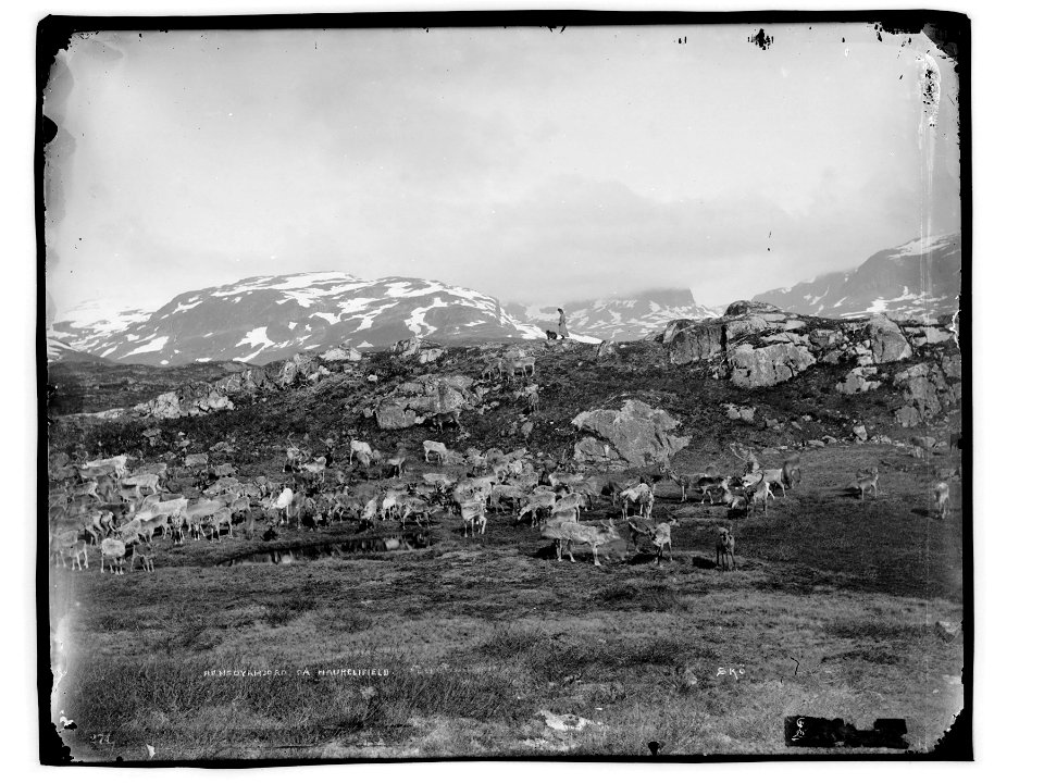 Skøiens katalog: Rensdyrhjord med Finnepigen Anna og Finne-Hunden Lomp
Påskrift negativ: 274 [Uleselig]
Påskrift negativ: Rensdyrhjord på Haukelifield.  Skö 
Påskrift konvolutt: Rensdyrhjord på Haukel