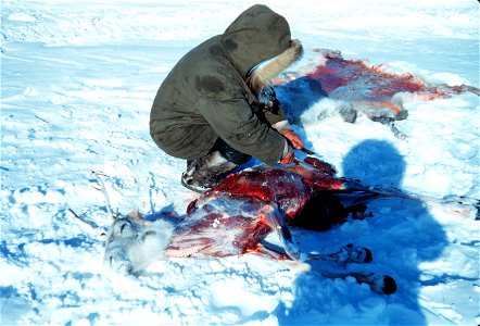 Caribou being butchered and skinned by Eskimo hunter at Leavitt Island, Alaska North Slope, spring 1949. Caribou steak that night and some for the dogs too!