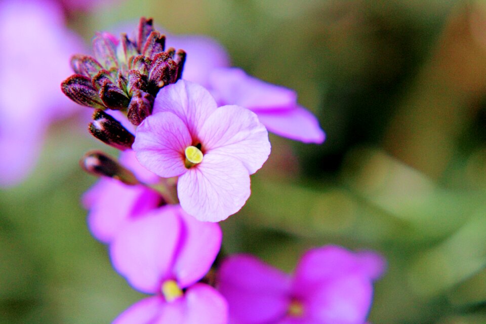 Garden nature flora