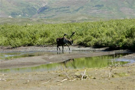 Image title: Deer male at the lake Image from Public domain images website, http://www.public-domain-image.com/full-image/fauna-animals-public-domain-images-pictures/deers-public-domain-images-picture photo