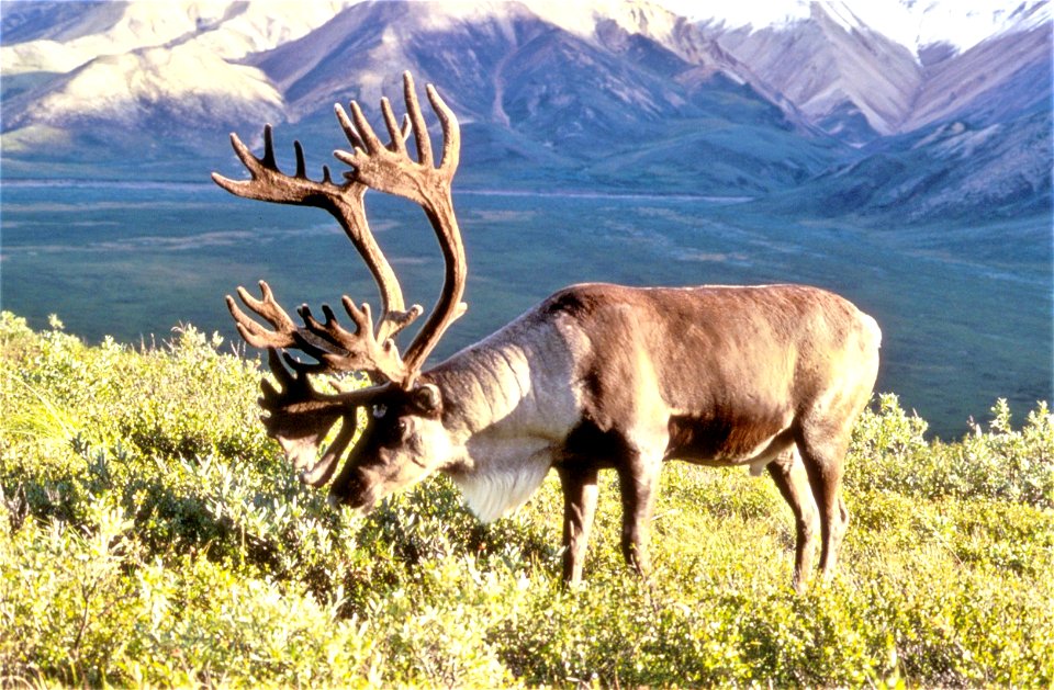 Male caribou in Alaska