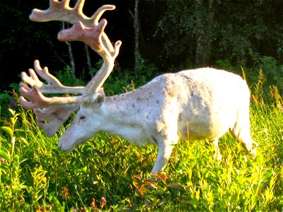 European reindeer photo